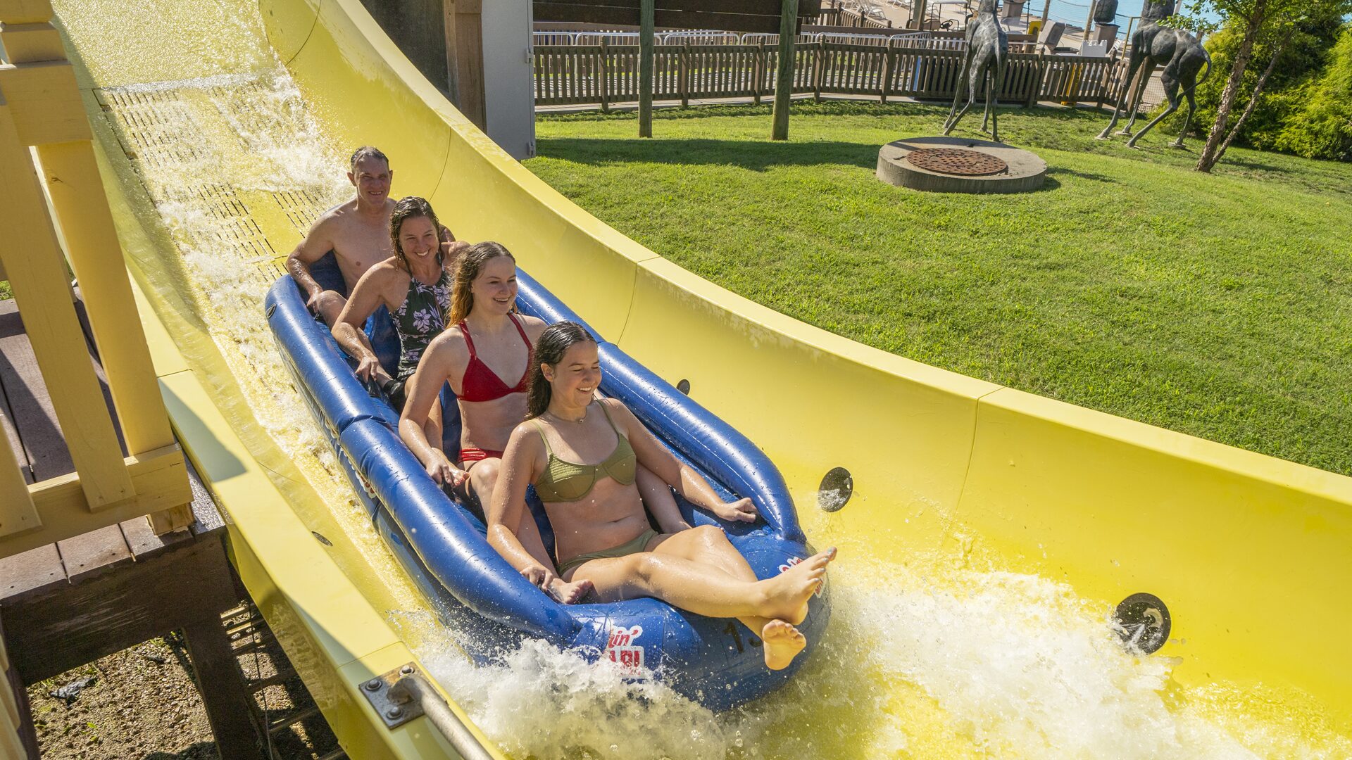 Wildebeest at Holiday World